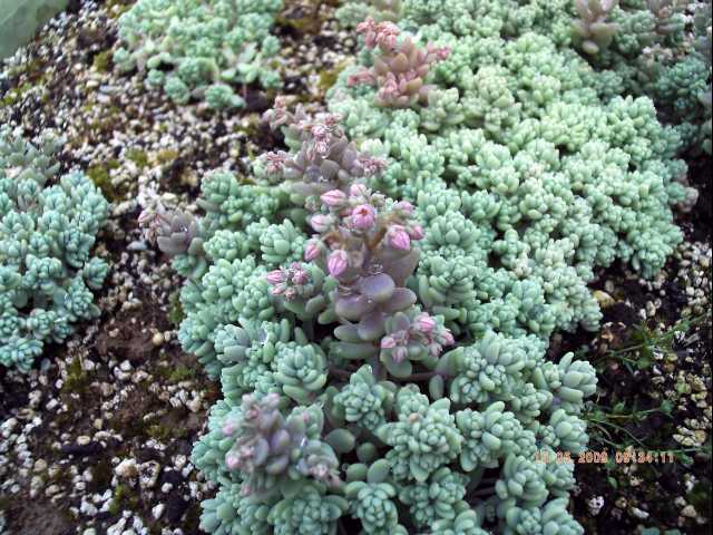 Sedum dasyphyllum